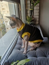 Майка трикотажна для кота або кішки Style Pets Cambr M