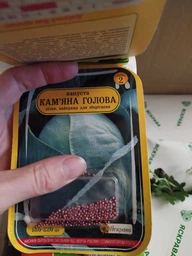 Саженцы Яскрава Хризантема Pink cream контейнер 0.5 л (58199) фото от покупателей 3