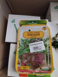 Саженцы Яскрава Хризантема Pink cream контейнер 0.5 л (58199) фото от покупателей 2