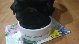 Trixie Pet's Home миска керамічна для собак 300 мл - бежевий фото от покупателей 8