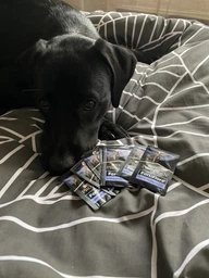 Кормова добавка Purina Pro plan Veterinary Diets FortiFlora з пробіотиком для собак для підтримки балансу мікрофлори та здоров`я кишечника 1 г, 30 шт фото від покупців 1