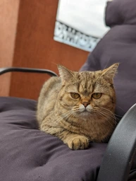 Сухой корм для кошек Carpathian Pet Food Optimal Care 12 кг фото от покупателей 11