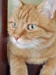 Влажный корм Пан Кот для кошек индейка в соусе 100 г фото от покупателей 2