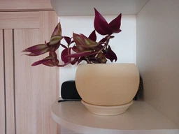 Суккулент Традесканция (Tradescantia), контейнер 7*7*8 см (s001s)