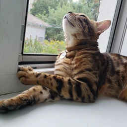 Сухой корм для взрослых кошек Purina Cat Chow Urinary для поддержания здоровья мочевыводящей системы, с курицей 1.5 кг (5997204514387) фото от покупателей 10