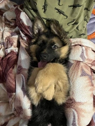 Сухий корм для цуценят великих порід Premium Puppies Large Breeds з куркою 1 кг Ваговий Клуб 4 Лапи фото від покупців 1