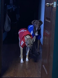 Толстовка для собак Adidog 2XL Розовый