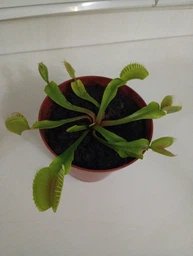 Росток венериной мухоловки. Дионея Floret фото от покупателей 4