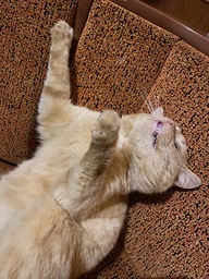 Сухий корм Kitekat для кішок, курка з овочами, 300 г