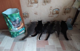 Сухий корм для котів Екко Гранула з лососем 10 кг (4820249130131)