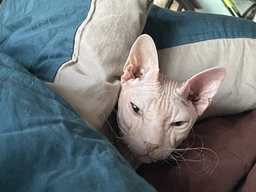 Сухий корм Carnilove Cat Sterilised для стерилізованих котів, ягня та кабан, 6 кг фото від покупців 1