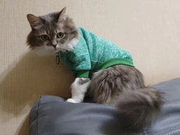 Джемпер для котів (кішок) Classic XL Блакитний фото від покупців 7