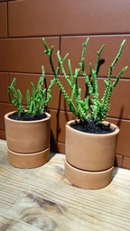 Сукулент Красула муксусная (Crassula muscosa), контейнер 7*7*8 см (s007s) фото від покупців 2