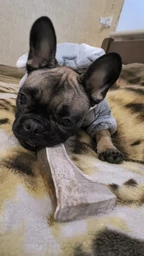 Сплит рог Lucky dogs Натуральные лакомства для собак