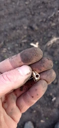 Металошукач Minelab X-Terra Pro фото від покупців 8