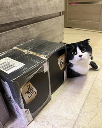 Упаковка вологого корму для кішок Sheba з лососем у соусі 85 г 28 шт (4770608264253) фото від покупців 1