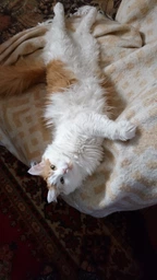 Сухой корм для кошек Purina Cat Chow Sterilised с индейкой 1.5 кг (7613287329516) фото от покупателей 13