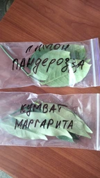 Черенок лимона для прививки. Пандероза (Киевский крупноплодный) фото от покупателей 13