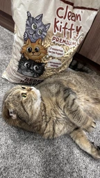 Смерековий карпатський Наповнювач для котячого туалету Clean Kitty Premium White Деревний з натуральної смереки 3 кг фото от покупателей 6