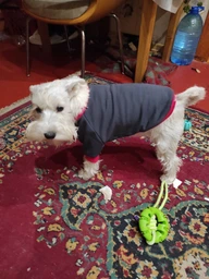 Толстовка Pet Fashion BIM ХS Сіро-рожевий (4823082430291)
