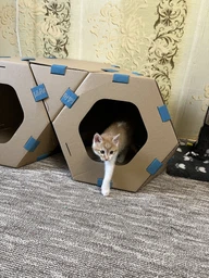 Модульный домик для кошек Collar TelePet 440х440х370 мм (9072Collar) фото от покупателей 13