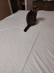 Простынь на резинке Good-Dream Microfiber White Stripe 120х200 (GDMWSHEETF120200) фото от покупателей 3
