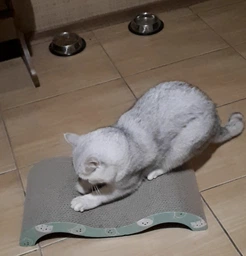 Дряпка Trixie Mimi Wave для котів, 50х9х23 см (картон) фото від покупців 6