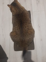 Кігтеточка дряпка з гофрокартону лежанка для котів з картонним фасадом Cat Joy Modern Whitish 54x13x25 см фото від покупців 2