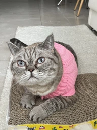Светр для котів (кішок) Преміум M Блакитний фото від покупців 4