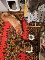 Сухий корм PURINA ONE Indoor для дорослих котів, що постійно перебувають у приміщенні, з індичкою 800 г (7613035468047) фото от покупателей 8