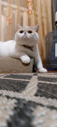 Дряпка Trixie Mimi Wave для котів, 50х9х23 см (картон) фото від покупців 4