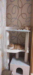 Когтеточка для котов и кошек всех пород с большим домиком, гамак 115х70х40см серо белый фото от покупателей 6