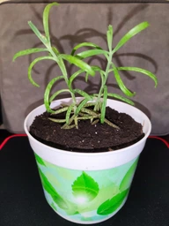 Сукулент Красула муксусная (Crassula muscosa), контейнер 7*7*8 см (s007s)