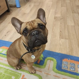 Сухий корм для собак середніх порід Brit Care Dog Hypoallergenic Adult Medium Breed 3 кг фото від покупців 12