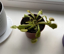 Венерина мухоловка. Дионея Floret фото от покупателей 2