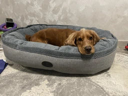 Овальный Лежак Harley and Cho Donut Soft Touch Ocean L 100х70х21 cm Голубой для собак (3102868) фото от покупателей 4
