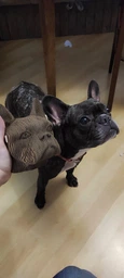 3D пазл-конструктор Cartonic 3D Puzzle Bulldog Бульдог Картонный (CARTMBDG)