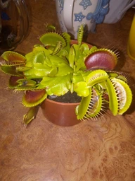 Растения Хищник Венерина мухоловка Дентата AlienPlants Dionaea muscipula Dentate размер M (SUN0018CP) фото от покупателей 4