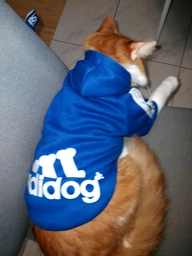 Толстовка для котов (кошек) Adidog M Серый