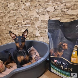 Purina PRO PLAN Small & Mini Puppy Healthy Start сухой корм для щенков мелких пород, с курицей 7 кг фото от покупателей 1