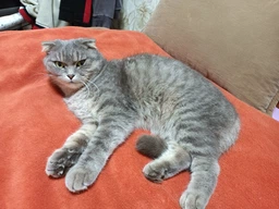 Сухий корм з ягням Brit Premium Sterilized Lamb Бріт Преміум для стерилізованих котів 8 кг + наповнювач в подарунок (8595602553242) фото от покупателей 6