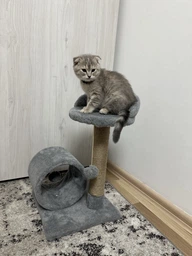 Кігтеточка для маленьких кошенят Мур-Мяу Котейка 30х30х54 см дряпка у джутовій мотузці Бежевий МТК фото від покупців 10