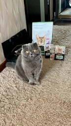 Сухой корм для котов Purina Pro Plan Adult 1+ Renal Plus с курицей 1.5 кг (НФ-00000364) фото от покупателей 18