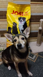 Корм для собак JosiDog Economy 15 кг від Josera фото от покупателей 17
