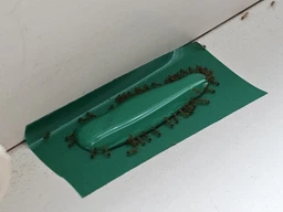 Засіб від Мурах Terro Ant Killer Killer ll T200. Тюбик 60мл. Терро від мурах. Знищує колонію фото від покупців 9