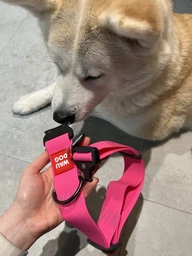 Нашийник для собак водостійкий WAUDOG Waterproof c QR паспортом металічна пряжка-фастекс Ш 40 мм Дов 46-70 см Рожевий (28017Collar)
