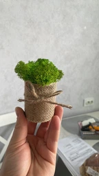 Стабилизированный мох ягель Nordic moss Зеленый травяной светлый 100 грамм фото от покупателей 5