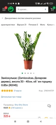 Заміокулькас (Zamioculcas, Доларове дерево), висота 30 - 40см, 12" горщик (RG145) фото від покупців 4
