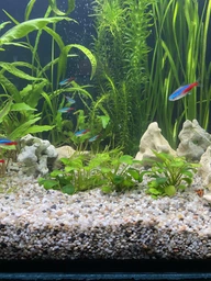 Грунт для аквариума гравий натуральный 3-5 мм Aquael 2 кг фото от покупателей 6