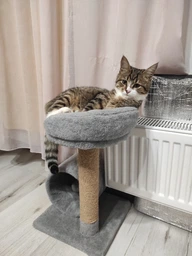 Кігтеточка для маленьких кошенят Мур-Мяу Котейка 30х30х54 см дряпка у джутовій мотузці Бежевий МТК фото від покупців 7